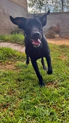 DUMBO Imagen 1